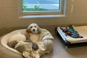 Best Dog Day Care in Bethesda, MD: Top Picks My Caring Dog – Tips, Stories, and Care Guides for Loving Pet Owners Best Dog Day Care in Bethesda, MD: Top Picks | My Caring Dog – Tips, Stories, and Care Guides for Loving Pet Owners