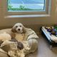 Best Dog Day Care in Bethesda, MD: Top Picks | My Caring Dog – Tips, Stories, and Care Guides for Loving Pet Owners