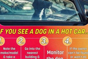 Can I Leave Dog Food In A Hot Car My Caring Dog – Tips, Stories, and Care Guides for Loving Pet Owners Can I Leave Dog Food In A Hot Car | My Caring Dog – Tips, Stories, and Care Guides for Loving Pet Owners