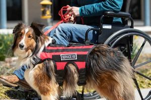 Your Guide to Getting a Service Dog Today My Caring Dog – Tips, Stories, and Care Guides for Loving Pet Owners Your Guide to Getting a Service Dog Today | My Caring Dog – Tips, Stories, and Care Guides for Loving Pet Owners