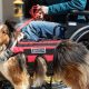 Your Guide to Getting a Service Dog Today | My Caring Dog – Tips, Stories, and Care Guides for Loving Pet Owners
