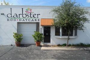 Premier Darbster Dog Care Services My Caring Dog – Tips, Stories, and Care Guides for Loving Pet Owners Premier Darbster Dog Care Services | My Caring Dog – Tips, Stories, and Care Guides for Loving Pet Owners