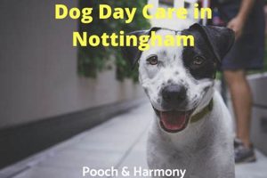 Dog Day Care Nottingham My Caring Dog – Tips, Stories, and Care Guides for Loving Pet Owners Dog Day Care Nottingham | My Caring Dog – Tips, Stories, and Care Guides for Loving Pet Owners