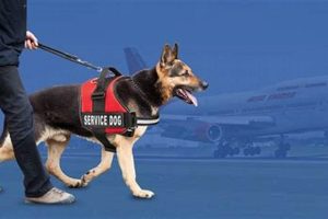 Uniting Service Dog Handlers & Resources My Caring Dog – Tips, Stories, and Care Guides for Loving Pet Owners Uniting Service Dog Handlers & Resources | My Caring Dog – Tips, Stories, and Care Guides for Loving Pet Owners