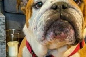 Adopt English Bulldog Rescue MO Pups My Caring Dog – Tips, Stories, and Care Guides for Loving Pet Owners Adopt English Bulldog Rescue MO Pups | My Caring Dog – Tips, Stories, and Care Guides for Loving Pet Owners