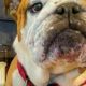 Adopt English Bulldog Rescue MO Pups | My Caring Dog – Tips, Stories, and Care Guides for Loving Pet Owners