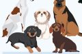 Find Your ESA: Dog Adoption Near You My Caring Dog – Tips, Stories, and Care Guides for Loving Pet Owners Find Your ESA: Dog Adoption Near You | My Caring Dog – Tips, Stories, and Care Guides for Loving Pet Owners