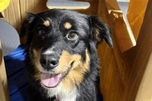 Best Dog Day Care in Corvallis, OR | Top Kennels My Caring Dog – Tips, Stories, and Care Guides for Loving Pet Owners Best Dog Day Care in Corvallis, OR | Top Kennels | My Caring Dog – Tips, Stories, and Care Guides for Loving Pet Owners