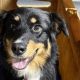 Best Dog Day Care in Corvallis, OR | Top Kennels | My Caring Dog – Tips, Stories, and Care Guides for Loving Pet Owners
