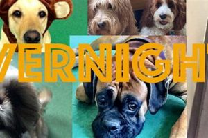 El Segundo Overnight Dog Day Care Jobs: Hiring Now! My Caring Dog – Tips, Stories, and Care Guides for Loving Pet Owners El Segundo Overnight Dog Day Care Jobs: Hiring Now! | My Caring Dog – Tips, Stories, and Care Guides for Loving Pet Owners