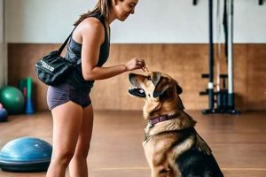 Expert Dog Training Care Tips & Techniques My Caring Dog – Tips, Stories, and Care Guides for Loving Pet Owners Expert Dog Training Care Tips & Techniques | My Caring Dog – Tips, Stories, and Care Guides for Loving Pet Owners