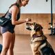 Expert Dog Training Care Tips & Techniques | My Caring Dog – Tips, Stories, and Care Guides for Loving Pet Owners