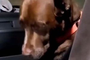 Why My Dog Throws Up In Car? Remedies & Tips My Caring Dog – Tips, Stories, and Care Guides for Loving Pet Owners Why My Dog Throws Up In Car? Remedies & Tips | My Caring Dog – Tips, Stories, and Care Guides for Loving Pet Owners