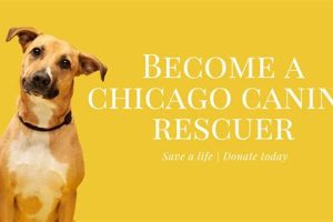 Best Chicago Dog Rescue & Adoption Centers My Caring Dog – Tips, Stories, and Care Guides for Loving Pet Owners Best Chicago Dog Rescue & Adoption Centers | My Caring Dog – Tips, Stories, and Care Guides for Loving Pet Owners