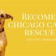 Best Chicago Dog Rescue & Adoption Centers | My Caring Dog – Tips, Stories, and Care Guides for Loving Pet Owners