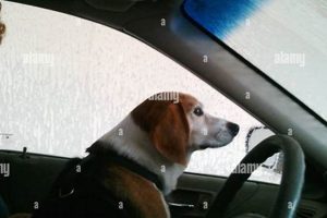 Never Take Your Dog Through a Car Wash! My Caring Dog – Tips, Stories, and Care Guides for Loving Pet Owners Never Take Your Dog Through a Car Wash! | My Caring Dog – Tips, Stories, and Care Guides for Loving Pet Owners