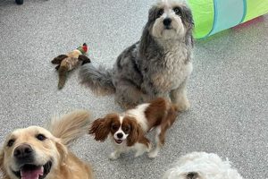Top-Rated Dog Day Care in La Jolla, CA My Caring Dog – Tips, Stories, and Care Guides for Loving Pet Owners Top-Rated Dog Day Care in La Jolla, CA | My Caring Dog – Tips, Stories, and Care Guides for Loving Pet Owners