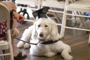 Best California Service Dog Academy: Top Training My Caring Dog – Tips, Stories, and Care Guides for Loving Pet Owners Best California Service Dog Academy: Top Training | My Caring Dog – Tips, Stories, and Care Guides for Loving Pet Owners