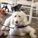 Best California Service Dog Academy: Top Training | My Caring Dog – Tips, Stories, and Care Guides for Loving Pet Owners