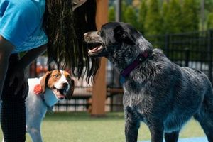 Best Dog Day Care in Elizabethtown, PA | Top Kennels My Caring Dog – Tips, Stories, and Care Guides for Loving Pet Owners Best Dog Day Care in Elizabethtown, PA | Top Kennels | My Caring Dog – Tips, Stories, and Care Guides for Loving Pet Owners