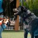 Best Dog Day Care in Elizabethtown, PA | Top Kennels | My Caring Dog – Tips, Stories, and Care Guides for Loving Pet Owners