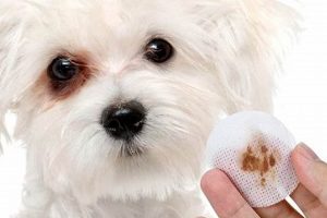 What is a Car Dog? Breeds & Tips My Caring Dog – Tips, Stories, and Care Guides for Loving Pet Owners What is a Car Dog? Breeds & Tips | My Caring Dog – Tips, Stories, and Care Guides for Loving Pet Owners