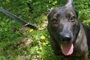 Dog Day Care Minocqua Wi My Caring Dog – Tips, Stories, and Care Guides for Loving Pet Owners Dog Day Care Minocqua Wi | My Caring Dog – Tips, Stories, and Care Guides for Loving Pet Owners