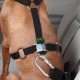 Best Dog Car Harness Seat Belt Attachments for Safe Travels | My Caring Dog – Tips, Stories, and Care Guides for Loving Pet Owners
