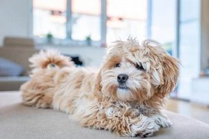 How Can I Get A Companion Dog My Caring Dog – Tips, Stories, and Care Guides for Loving Pet Owners How Can I Get A Companion Dog | My Caring Dog – Tips, Stories, and Care Guides for Loving Pet Owners