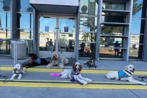 Best Service Dogs in San Diego, CA: Find Yours My Caring Dog – Tips, Stories, and Care Guides for Loving Pet Owners Best Service Dogs in San Diego, CA: Find Yours | My Caring Dog – Tips, Stories, and Care Guides for Loving Pet Owners