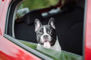 Safe & Stress-Free Car Travel With Your Dog My Caring Dog – Tips, Stories, and Care Guides for Loving Pet Owners Safe & Stress-Free Car Travel With Your Dog | My Caring Dog – Tips, Stories, and Care Guides for Loving Pet Owners