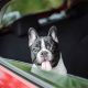 Safe & Stress-Free Car Travel With Your Dog | My Caring Dog – Tips, Stories, and Care Guides for Loving Pet Owners