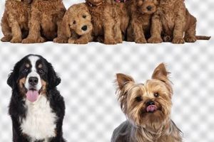 Best PSD Dogs for Sale: Car Dog Designs My Caring Dog – Tips, Stories, and Care Guides for Loving Pet Owners Best PSD Dogs for Sale: Car Dog Designs | My Caring Dog – Tips, Stories, and Care Guides for Loving Pet Owners