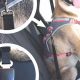 Best Safety Belt for Dog Car Travel | My Caring Dog – Tips, Stories, and Care Guides for Loving Pet Owners