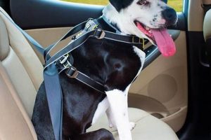 Best Chewy Dog Car Harnesses for Safe Travel My Caring Dog – Tips, Stories, and Care Guides for Loving Pet Owners Best Chewy Dog Car Harnesses for Safe Travel | My Caring Dog – Tips, Stories, and Care Guides for Loving Pet Owners