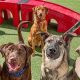 Best Dog Day Care in Henderson NV: Top Choices | My Caring Dog – Tips, Stories, and Care Guides for Loving Pet Owners