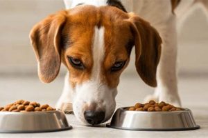 Dog Food Temperature: Do Dogs Really Care? My Caring Dog – Tips, Stories, and Care Guides for Loving Pet Owners Dog Food Temperature: Do Dogs Really Care? | My Caring Dog – Tips, Stories, and Care Guides for Loving Pet Owners