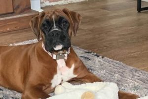 Top Canine Companions Reviews & Ratings My Caring Dog – Tips, Stories, and Care Guides for Loving Pet Owners Top Canine Companions Reviews & Ratings | My Caring Dog – Tips, Stories, and Care Guides for Loving Pet Owners