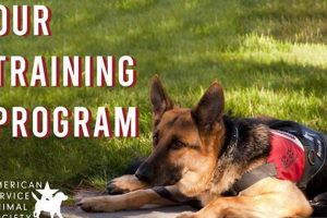 American Service Animal My Caring Dog – Tips, Stories, and Care Guides for Loving Pet Owners American Service Animal | My Caring Dog – Tips, Stories, and Care Guides for Loving Pet Owners