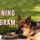American Service Animal | My Caring Dog – Tips, Stories, and Care Guides for Loving Pet Owners
