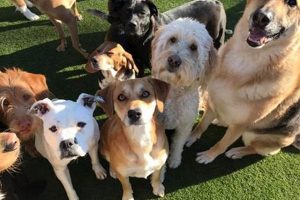 Best Dog Day Care in Doylestown, PA | Top Kennels My Caring Dog – Tips, Stories, and Care Guides for Loving Pet Owners Best Dog Day Care in Doylestown, PA | Top Kennels | My Caring Dog – Tips, Stories, and Care Guides for Loving Pet Owners