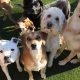 Best Dog Day Care in Doylestown, PA | Top Kennels | My Caring Dog – Tips, Stories, and Care Guides for Loving Pet Owners