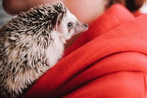 Top Helper Animals for Car Travel My Caring Dog – Tips, Stories, and Care Guides for Loving Pet Owners Top Helper Animals for Car Travel | My Caring Dog – Tips, Stories, and Care Guides for Loving Pet Owners