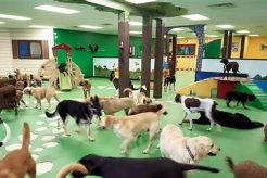 Top San Francisco Dog Day Care Centers My Caring Dog – Tips, Stories, and Care Guides for Loving Pet Owners Top San Francisco Dog Day Care Centers | My Caring Dog – Tips, Stories, and Care Guides for Loving Pet Owners