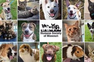 St. Louis MO Humane Society: Adopt, Don't Shop My Caring Dog – Tips, Stories, and Care Guides for Loving Pet Owners St. Louis MO Humane Society: Adopt, Don't Shop | My Caring Dog – Tips, Stories, and Care Guides for Loving Pet Owners