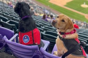Best Service Dogs in Denver, Colorado My Caring Dog – Tips, Stories, and Care Guides for Loving Pet Owners Best Service Dogs in Denver, Colorado | My Caring Dog – Tips, Stories, and Care Guides for Loving Pet Owners