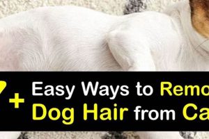 Easy Ways to Get Dog Hair Out of Car Carpet My Caring Dog – Tips, Stories, and Care Guides for Loving Pet Owners Easy Ways to Get Dog Hair Out of Car Carpet | My Caring Dog – Tips, Stories, and Care Guides for Loving Pet Owners