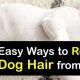 Easy Ways to Get Dog Hair Out of Car Carpet | My Caring Dog – Tips, Stories, and Care Guides for Loving Pet Owners
