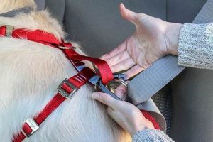 Top Kurgo Tru-Fit Enhanced Strength Dog Harness My Caring Dog – Tips, Stories, and Care Guides for Loving Pet Owners Top Kurgo Tru-Fit Enhanced Strength Dog Harness | My Caring Dog – Tips, Stories, and Care Guides for Loving Pet Owners