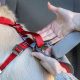 Top Kurgo Tru-Fit Enhanced Strength Dog Harness | My Caring Dog – Tips, Stories, and Care Guides for Loving Pet Owners